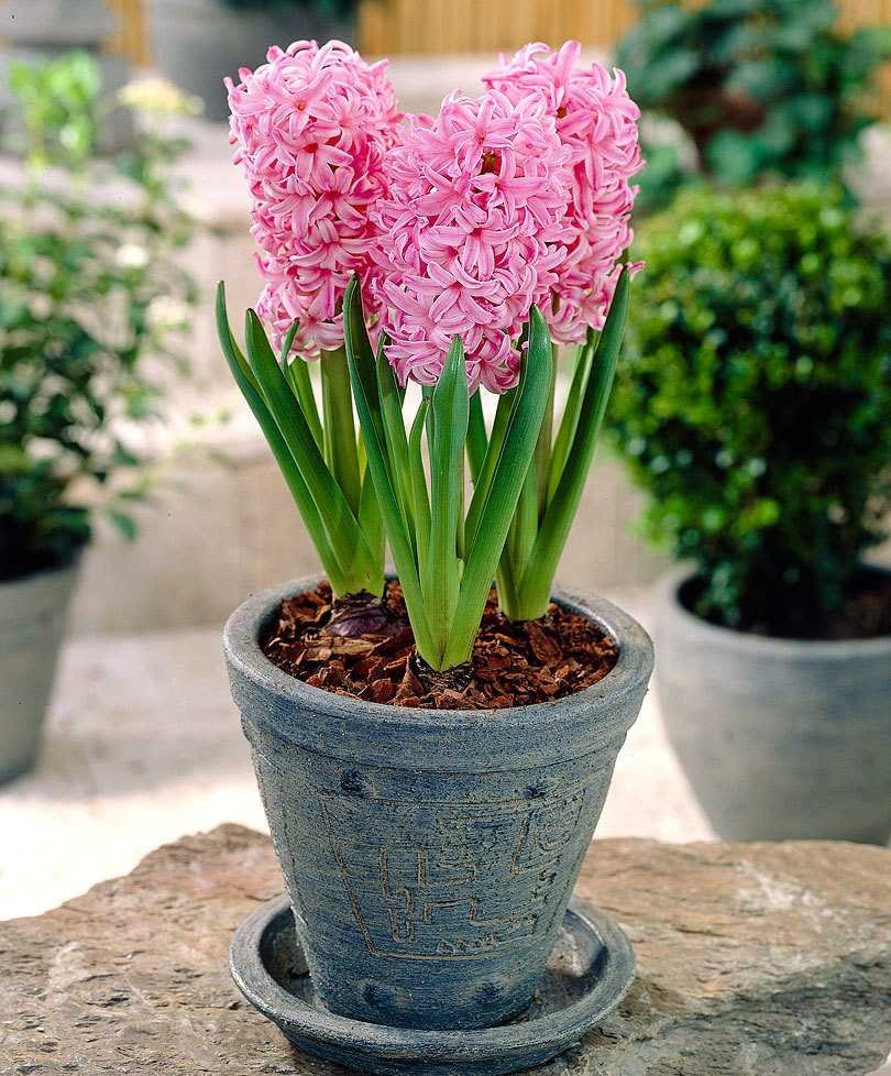 Композиция Крокус, примула, гиацинт