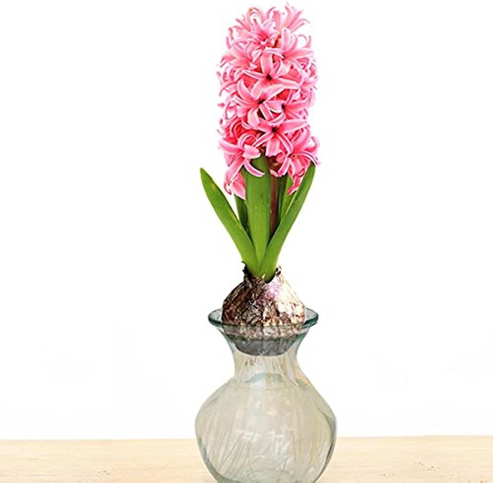 Гиацинт светло сиреневый