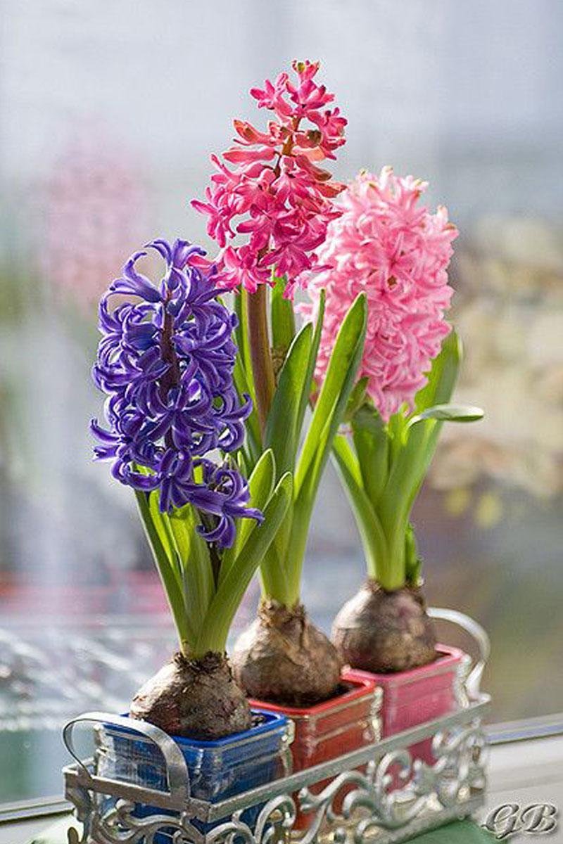 Гиацинт картинка в горшке
