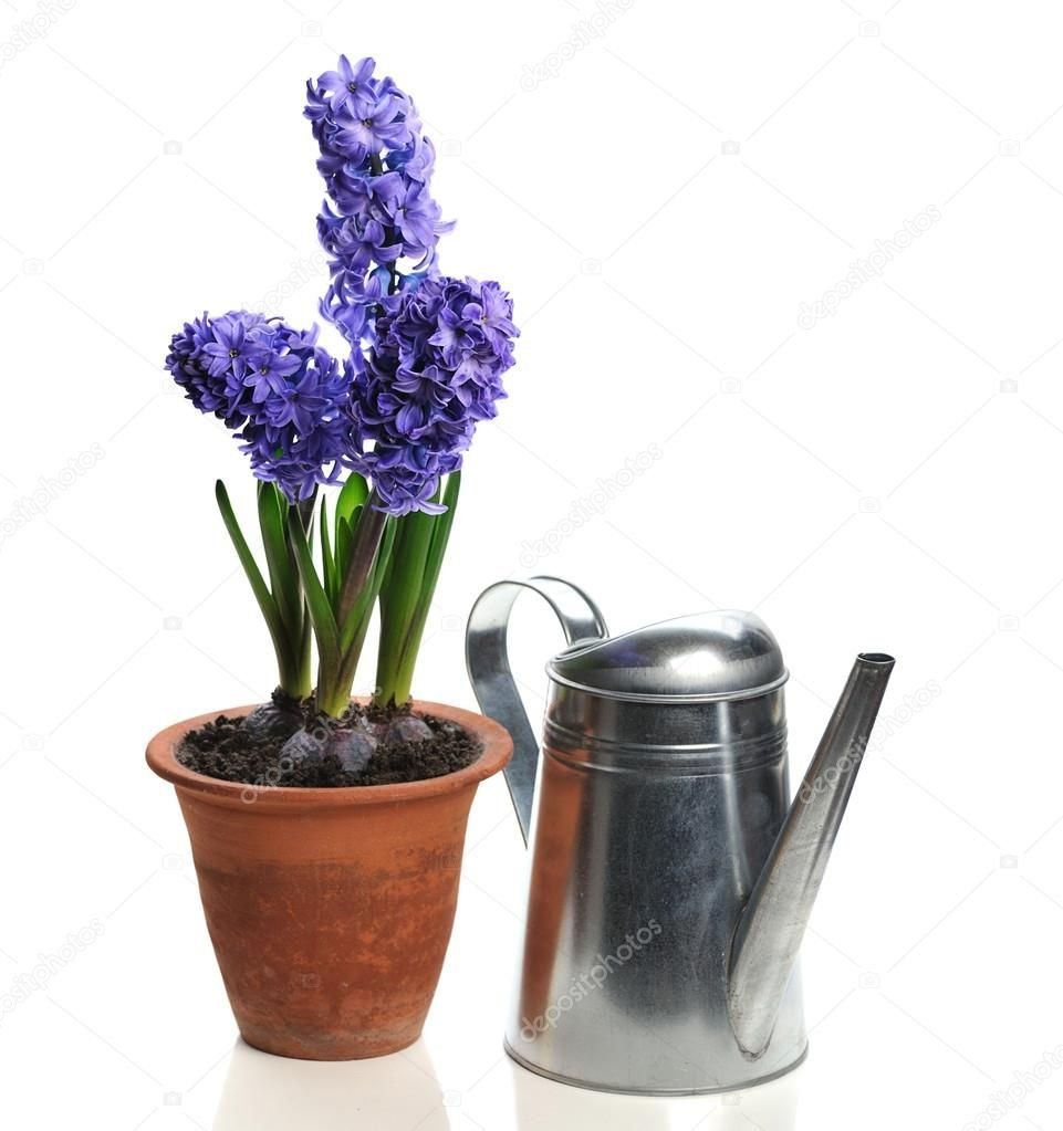 Гиацинт белый на белом фоне