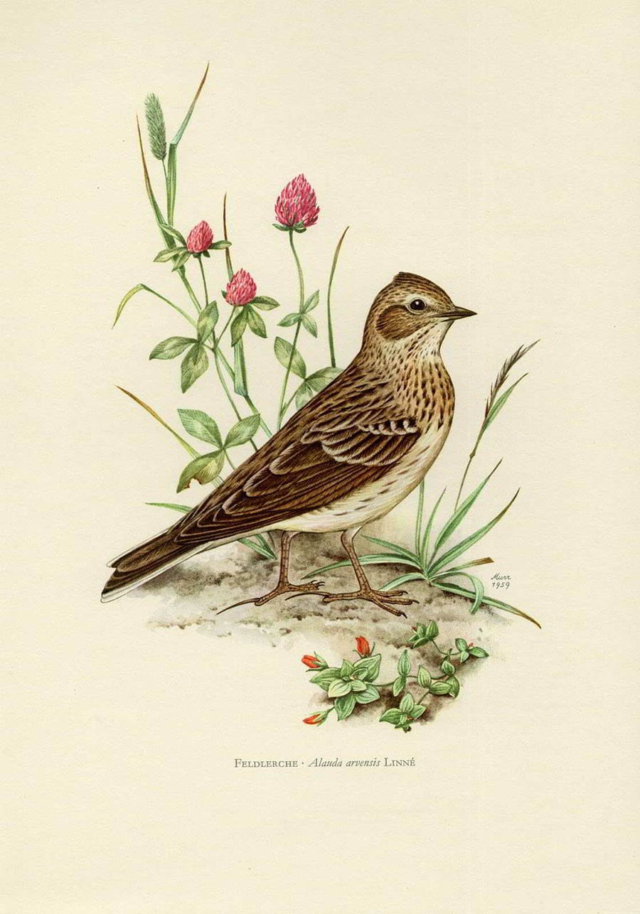 Базиль Эде птицы