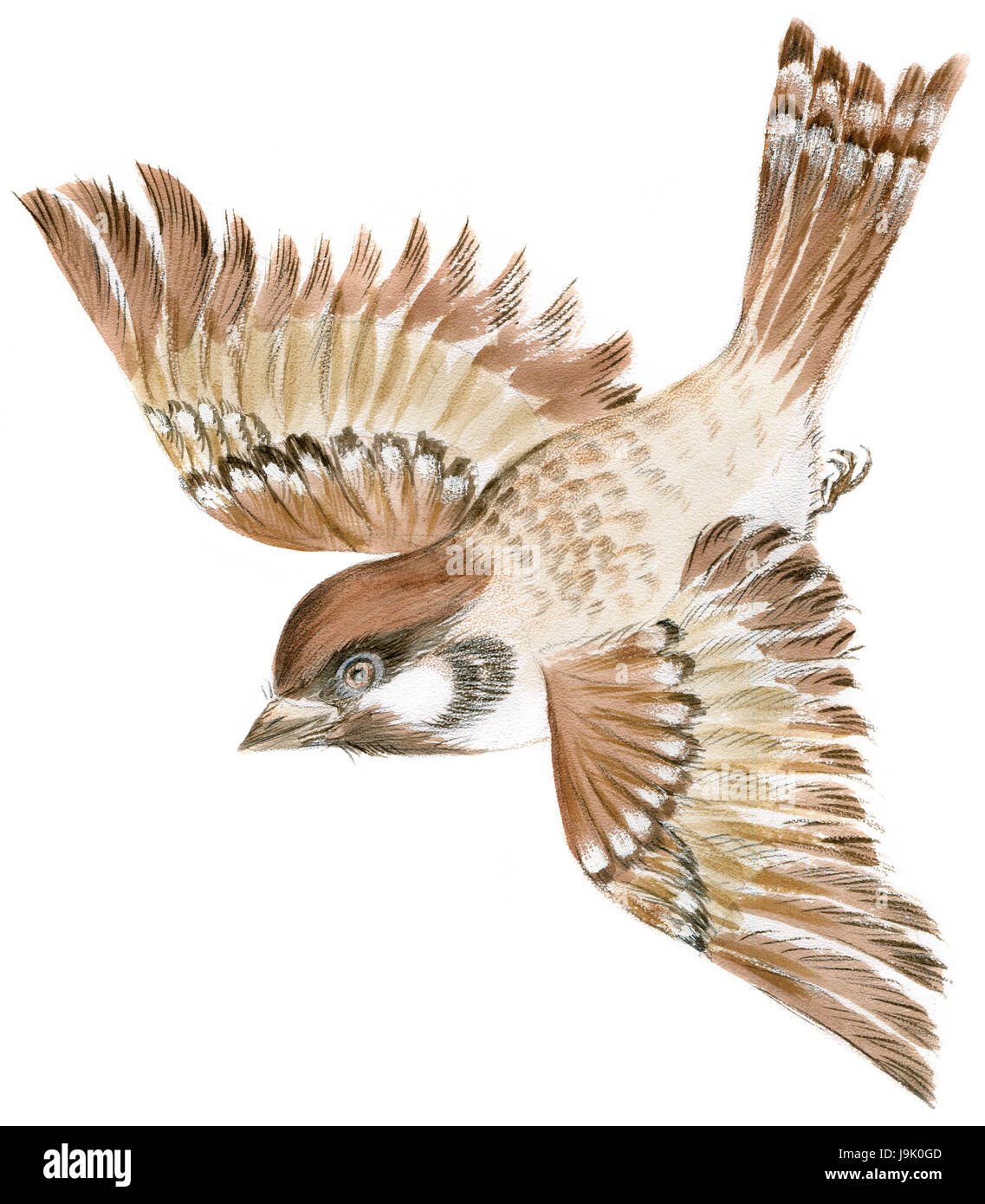 Картинка детская жаворонок