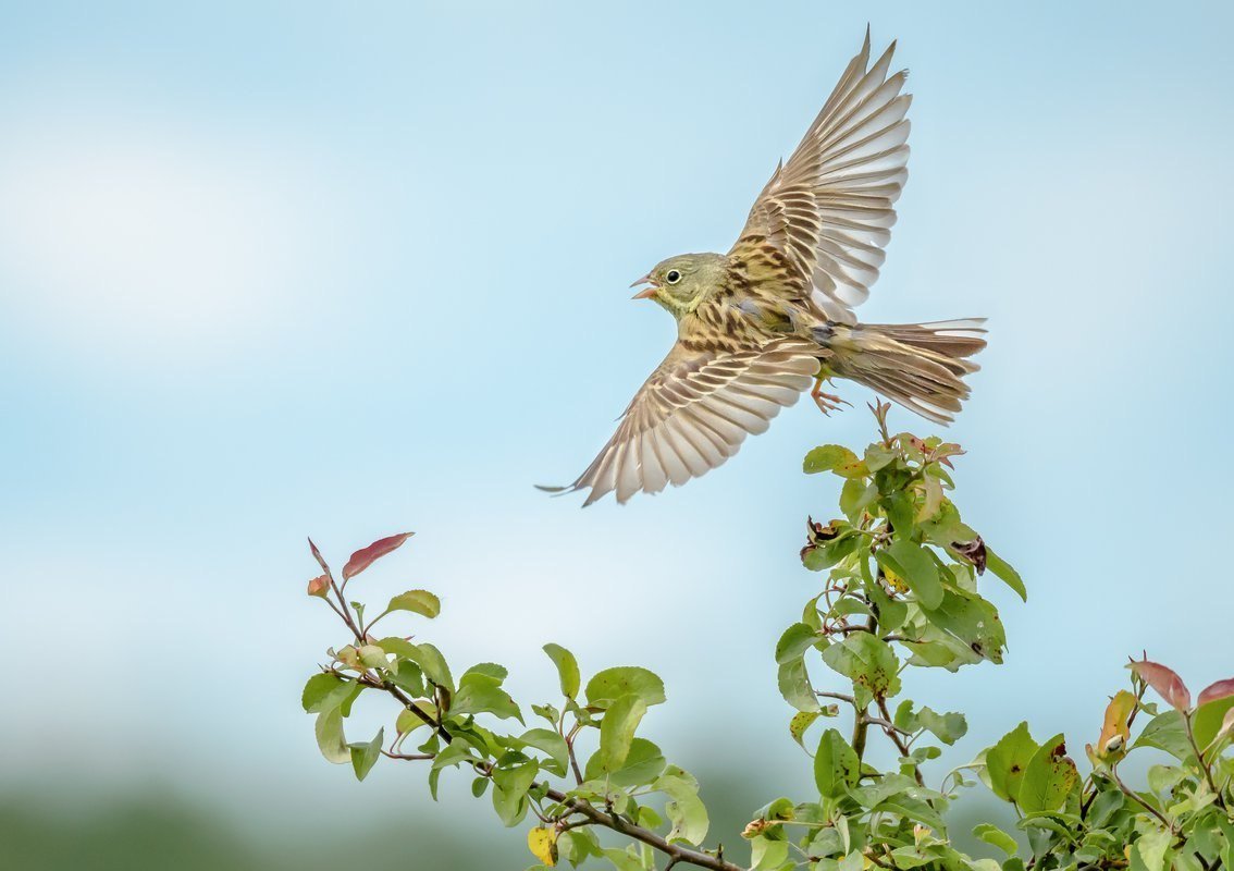 Птички на прозрачном фоне