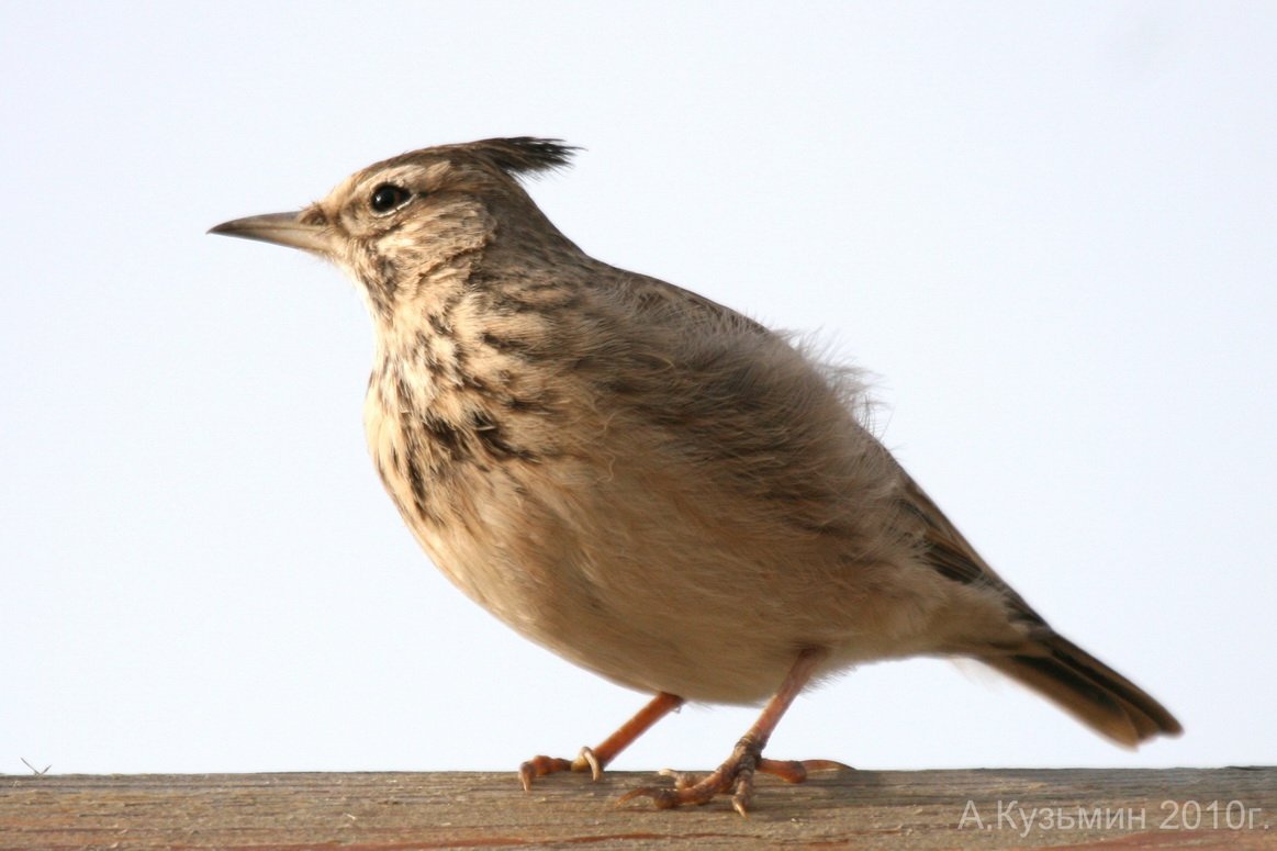 Степной Жаворонок рисунок