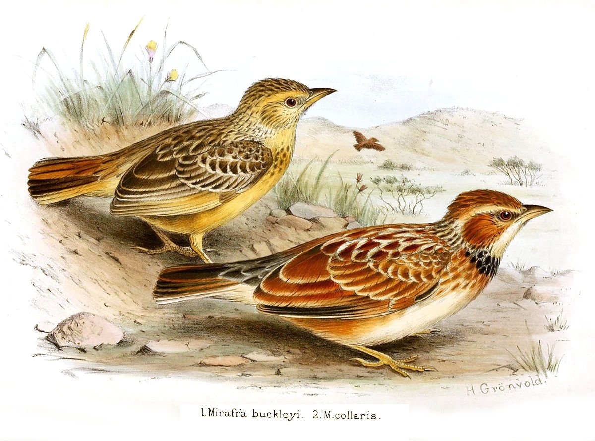 Жаворонок иллюстрация