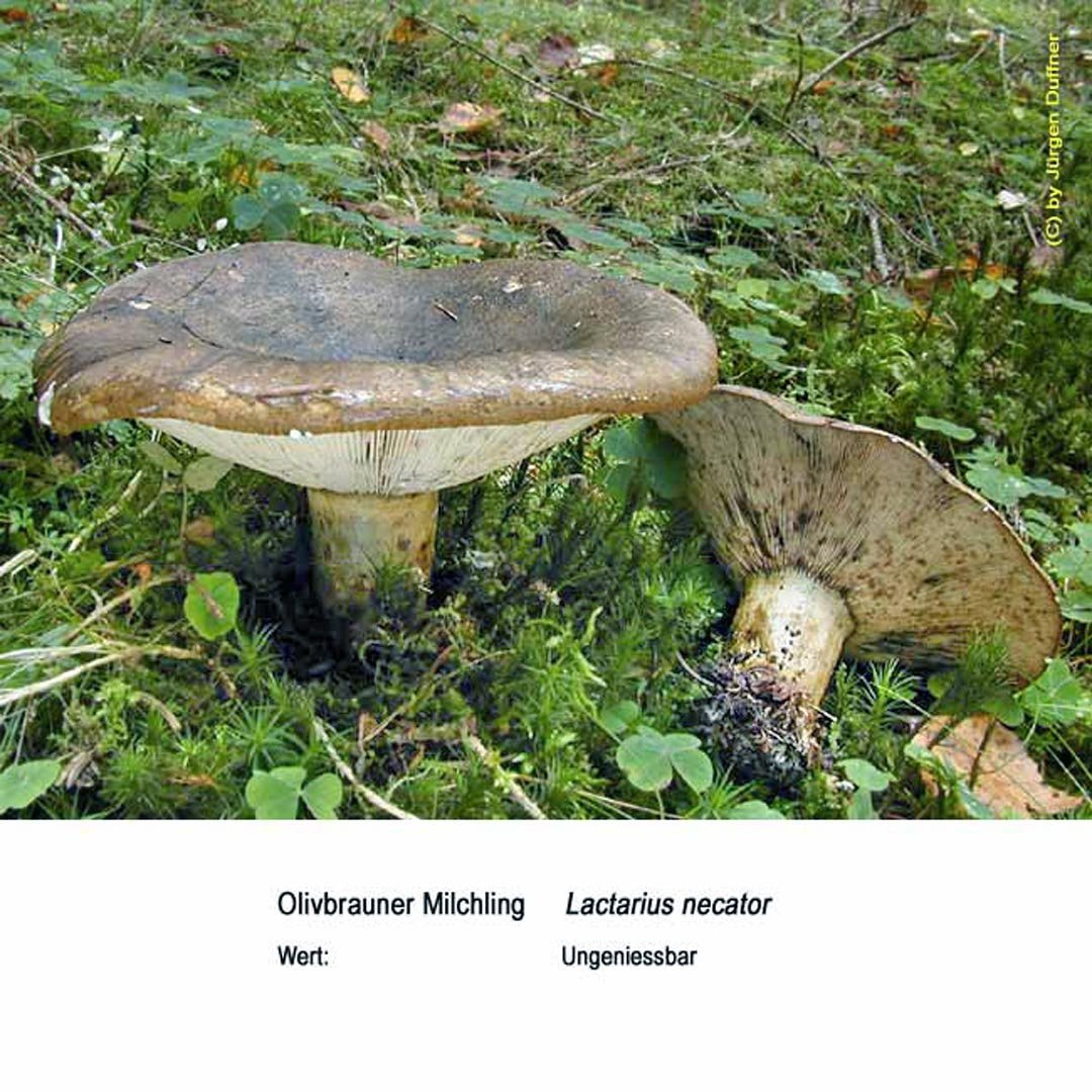 Груздь для детей