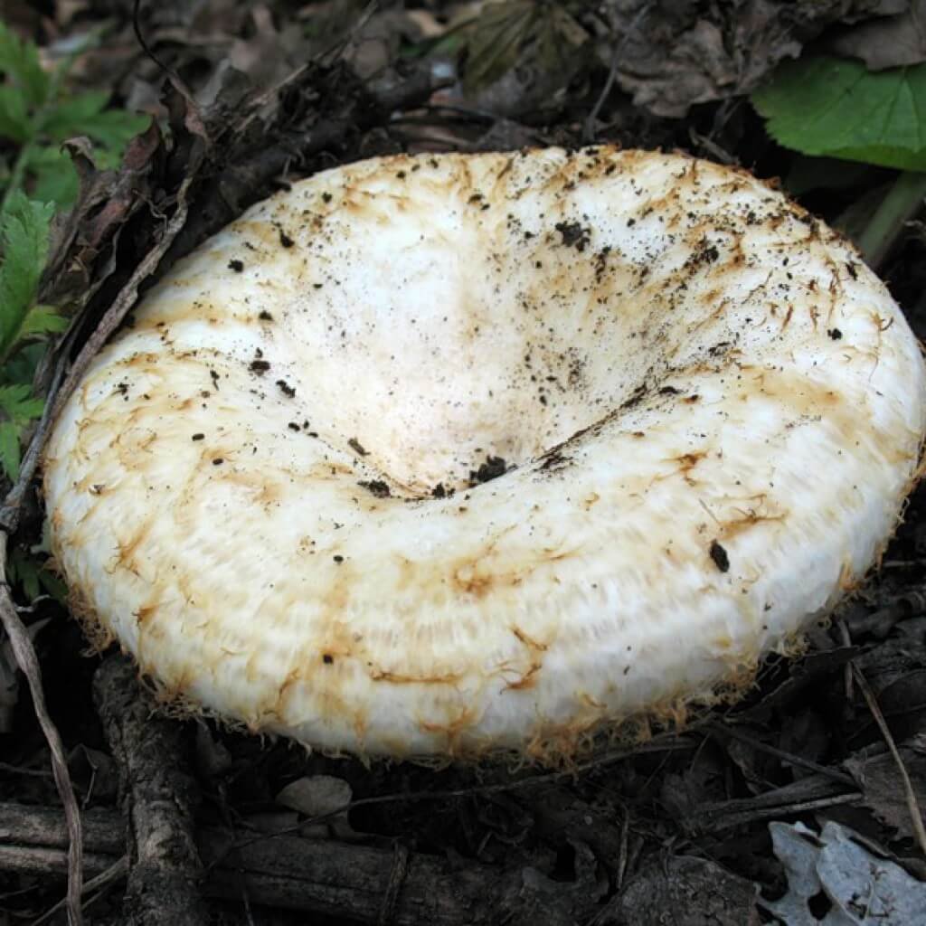 Гриб белый груздь