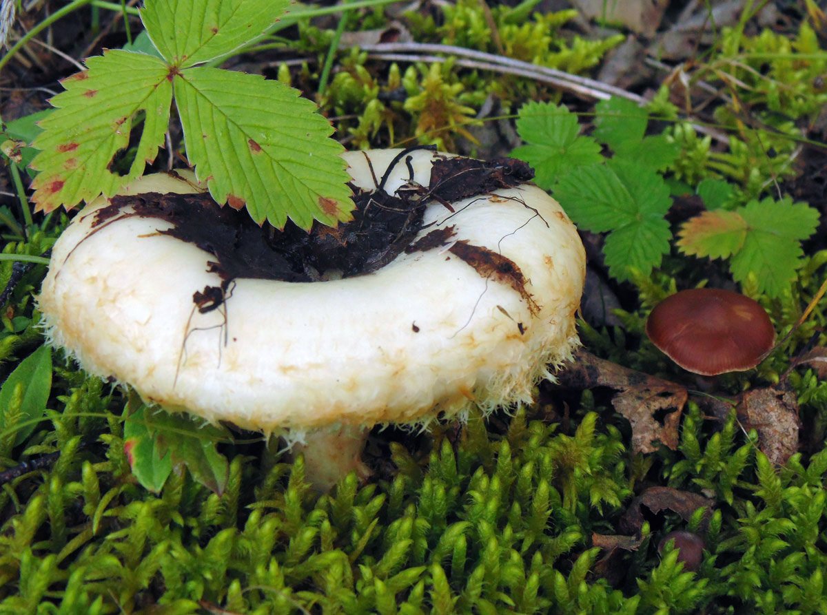 Правский груздь