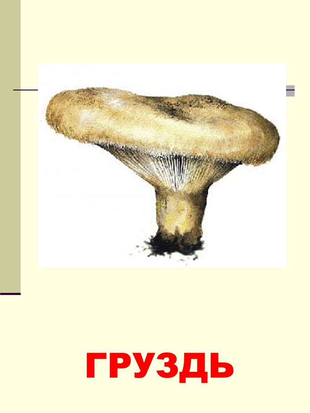 Гриб груздь для детей