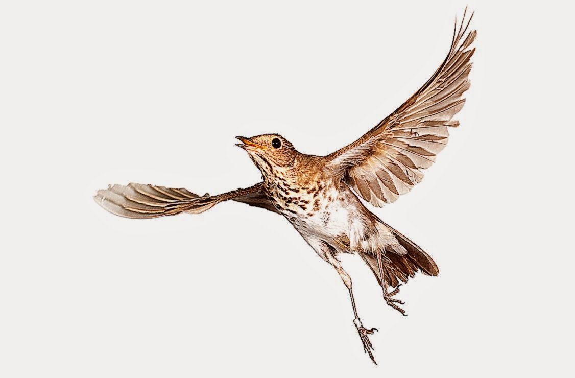 Жаворонок мультяшный