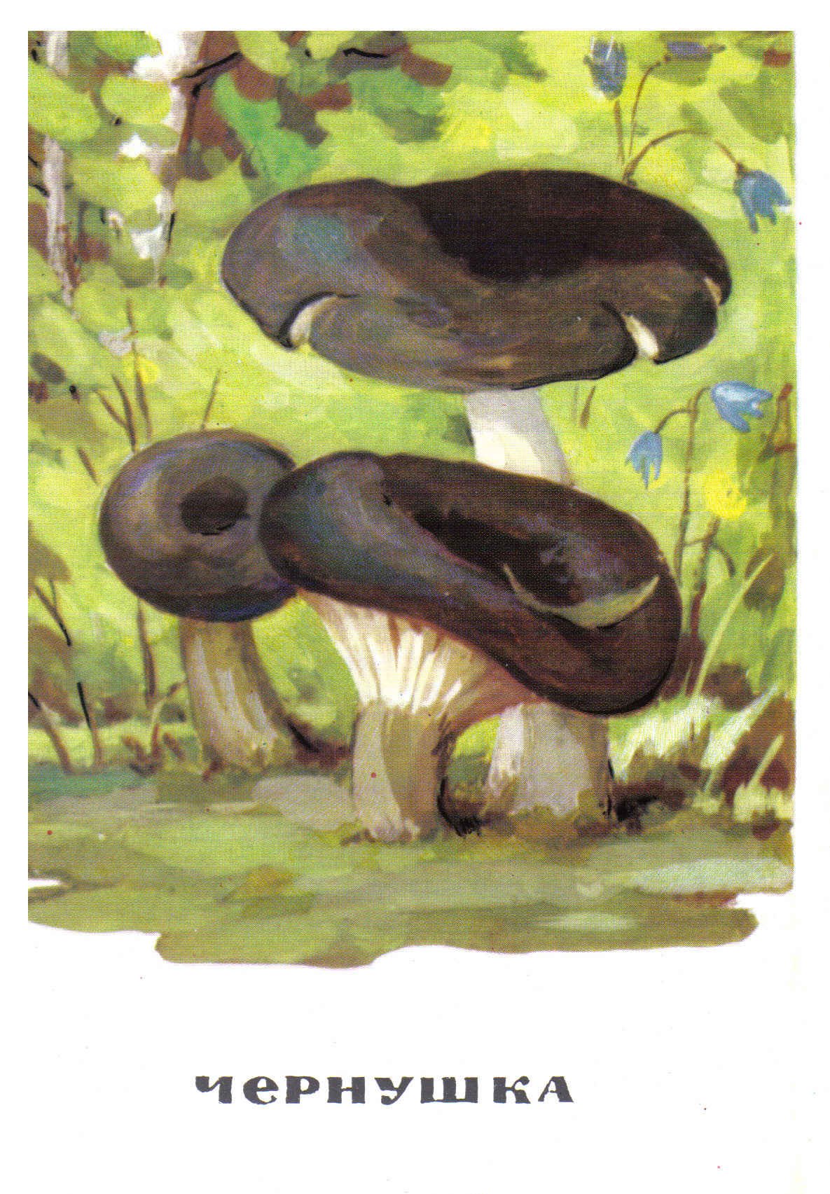 Грибы Чернушка Чернушка