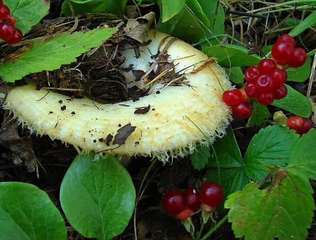 Волнушки грибы Забайкалья