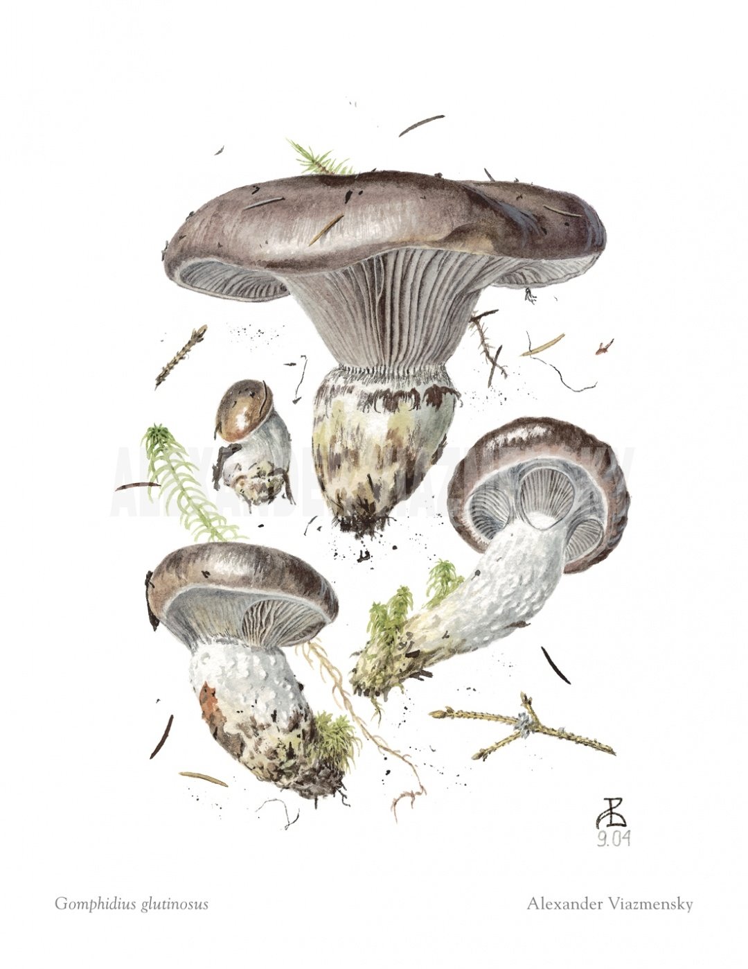 Грибы Ботаническая иллюстрация белый груздь