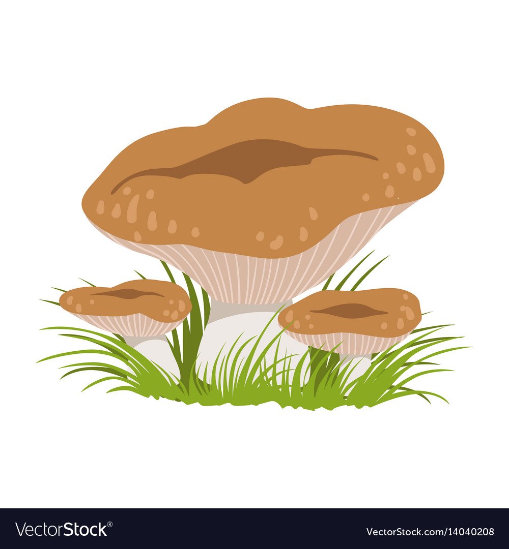 Груздь вектор