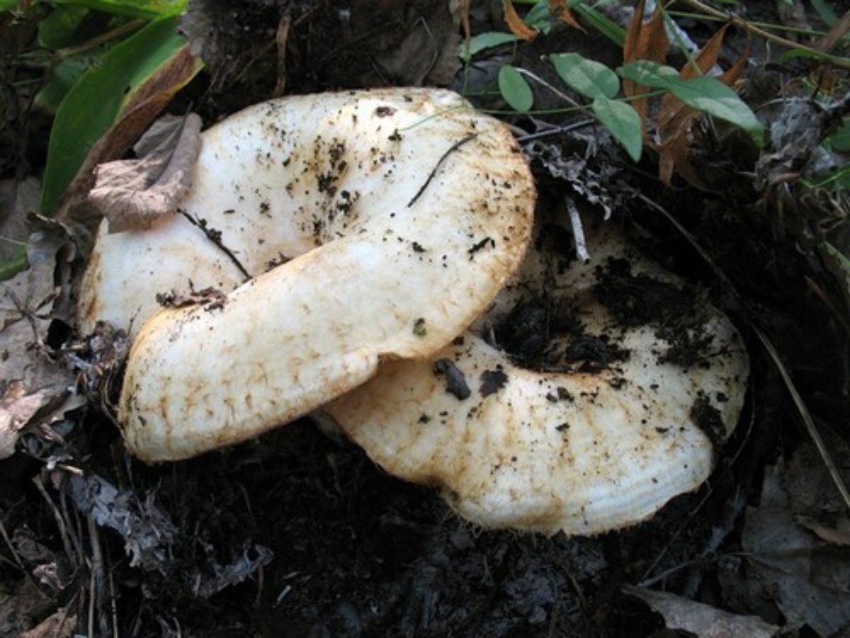 Есть гриб груздь. Груздь белый настоящий. Груздь настоящий грибы. Груздь настоящий. Груздь гриб съедобный.