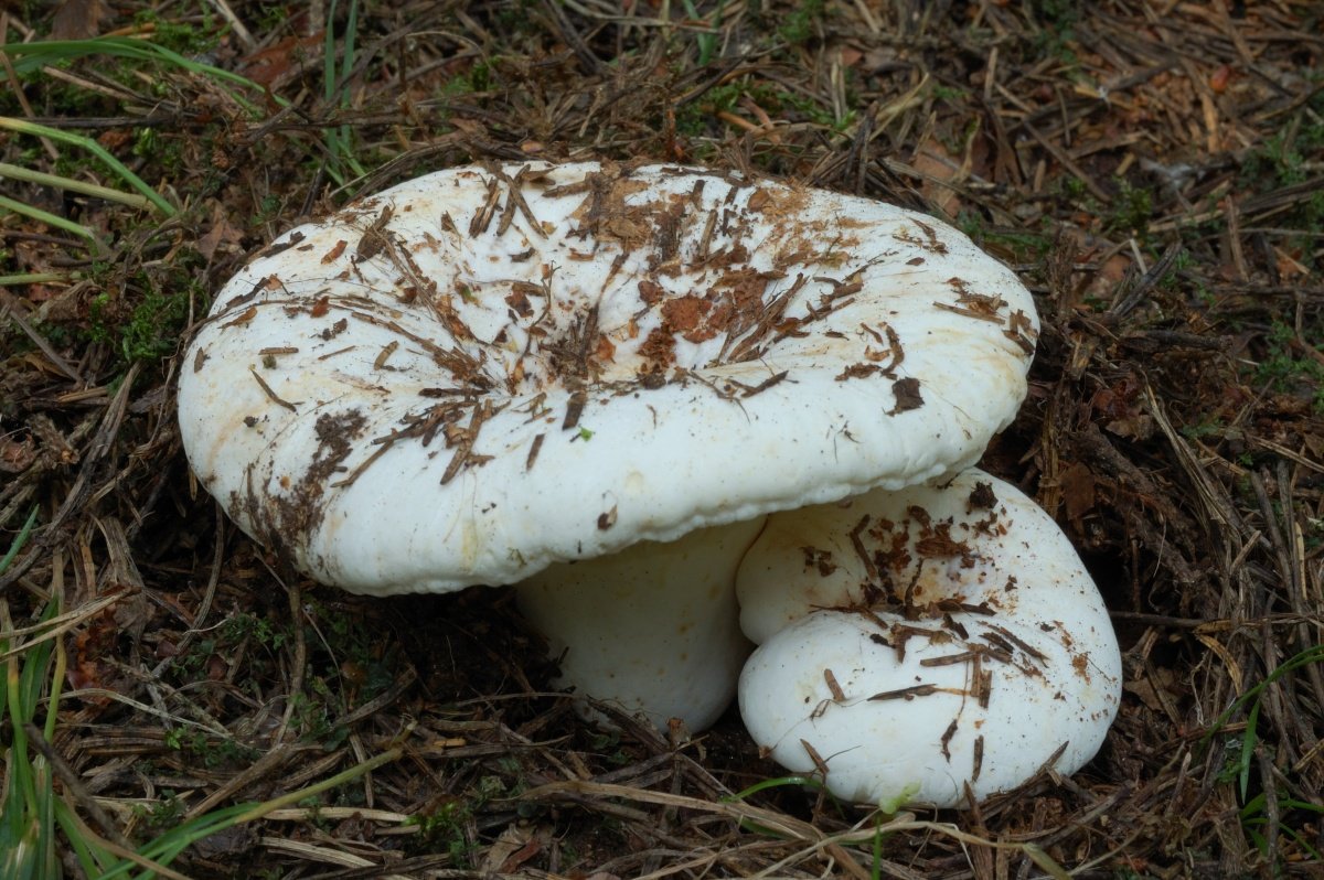 Гриб Вороний пуп