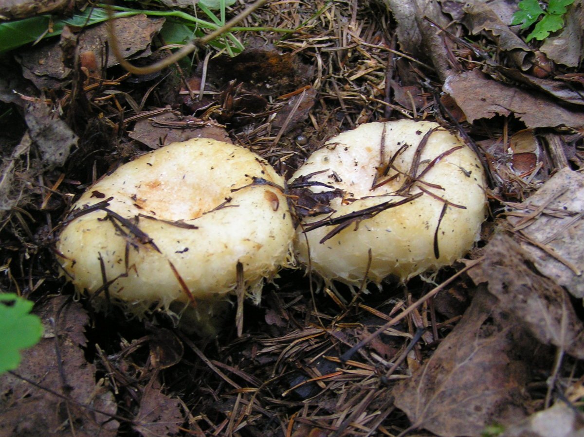 Груздь Луговой