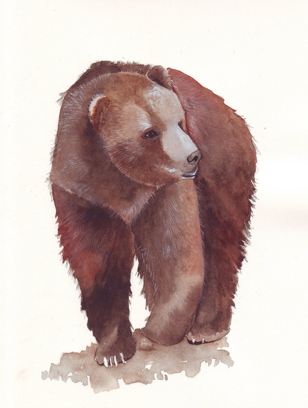 Медведь акварелью