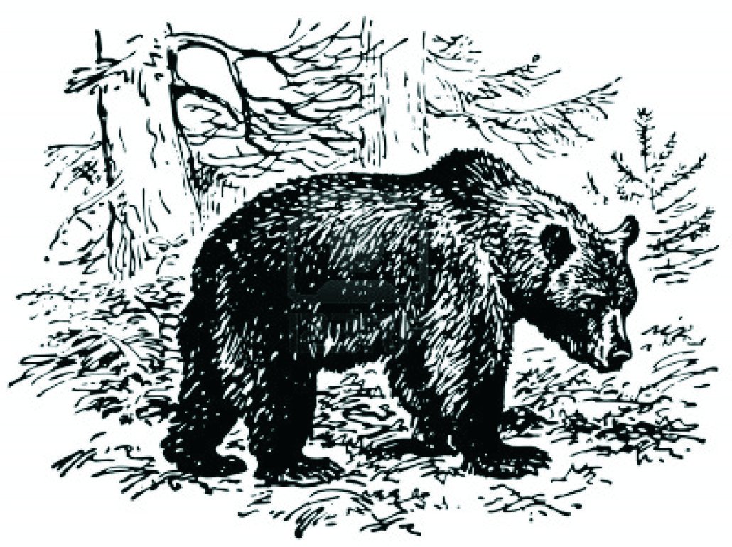 Медведь в тайге