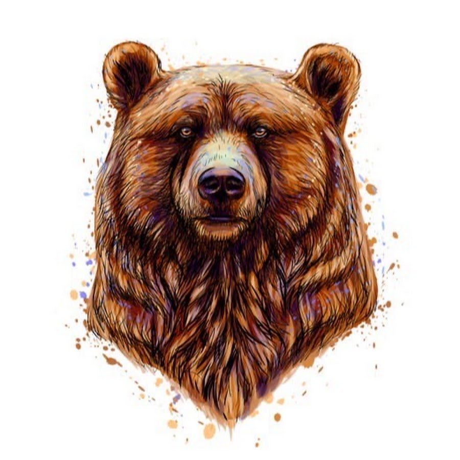 Морда медведя акварелью