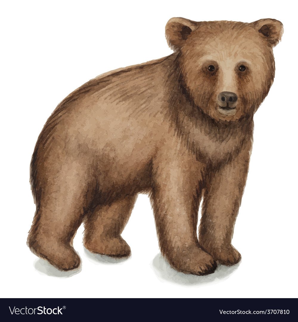 Нарисовать бурого медвежонка