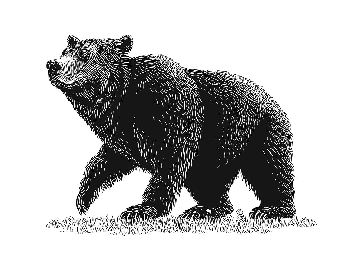 Медведь картинка для детей