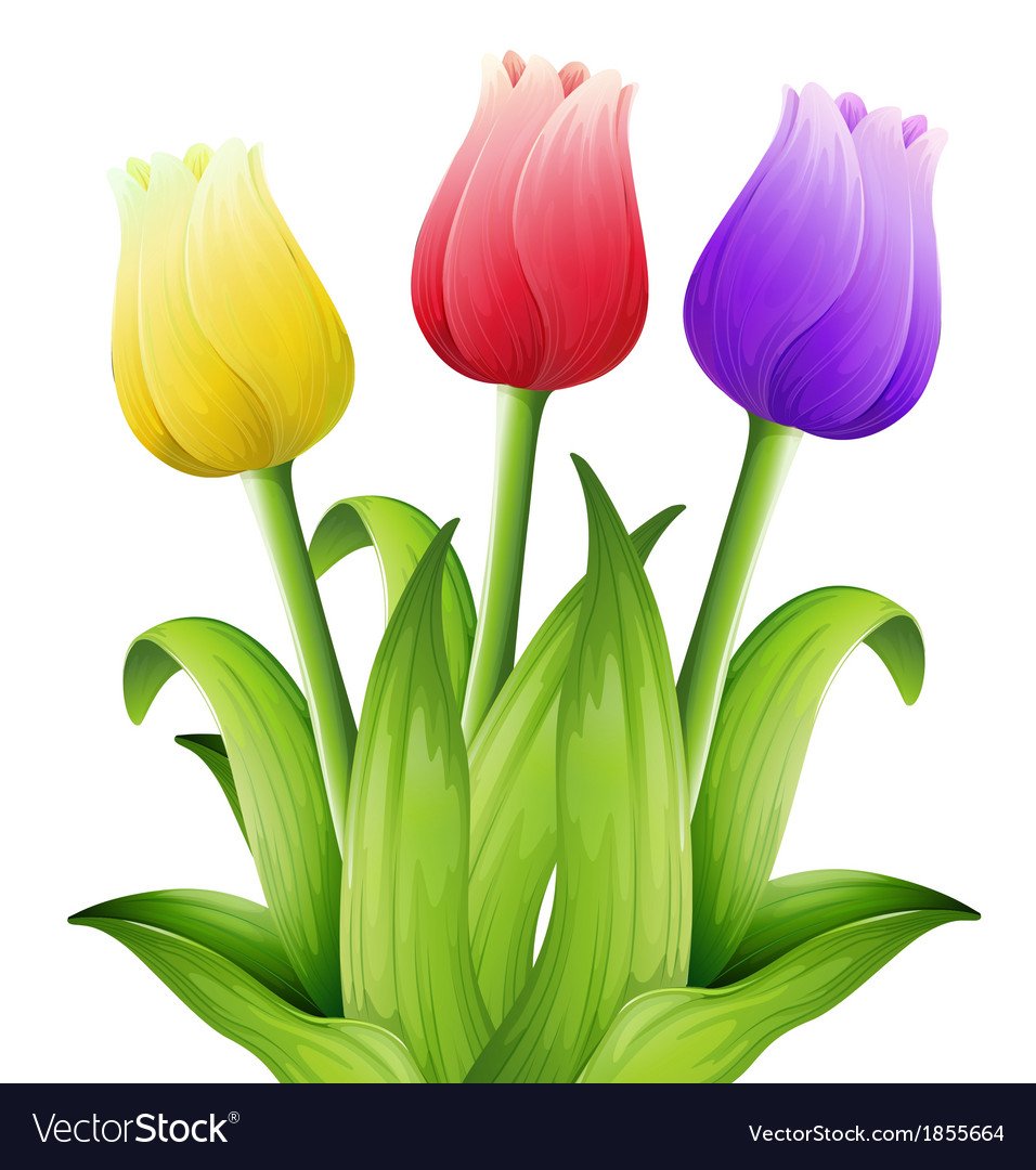 Тюльпан раскраска