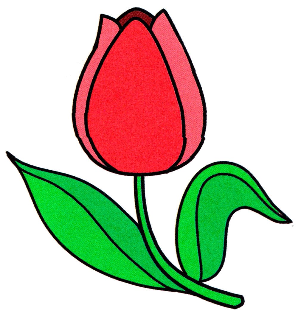 Тюльпан раскраска