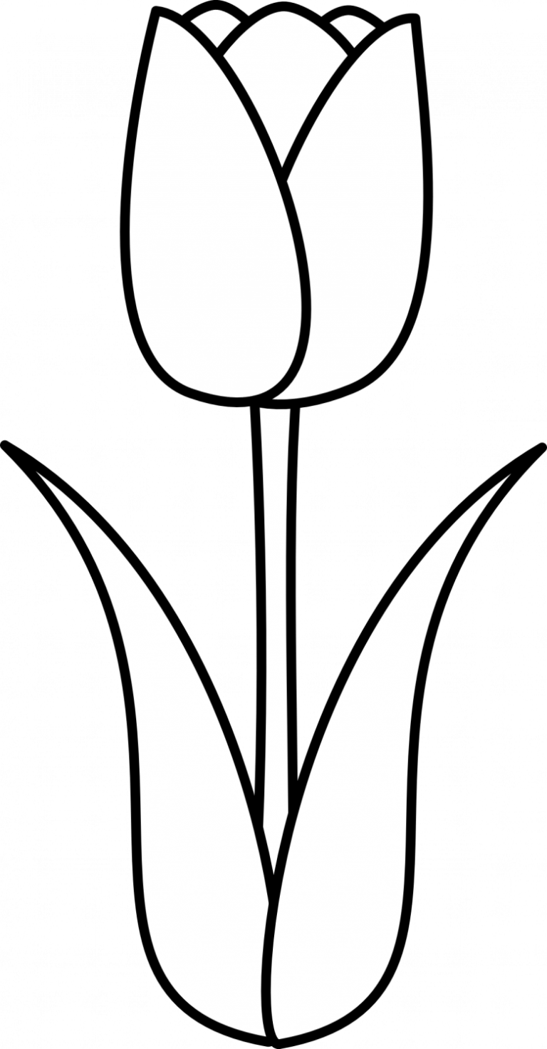 Тюльпаны рисунок