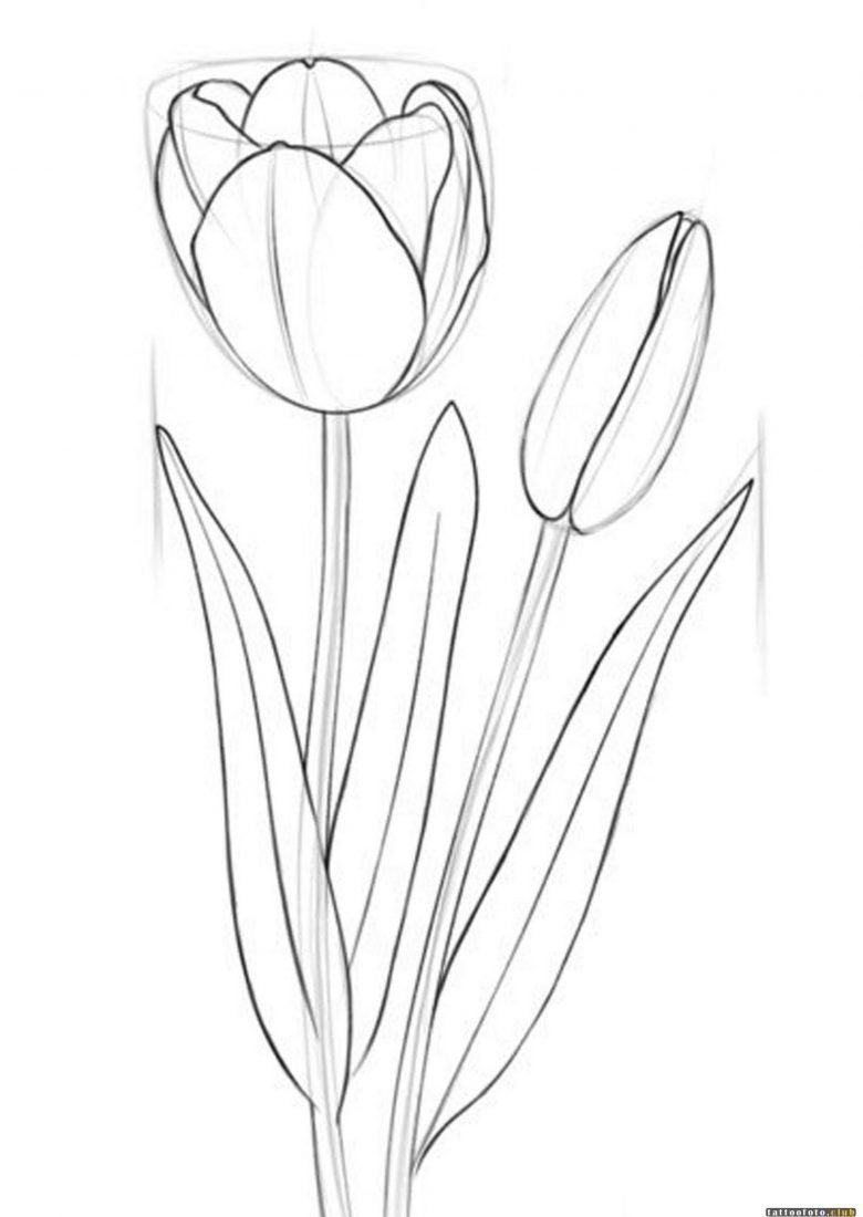 Тюльпаны клипарт на прозрачном фоне