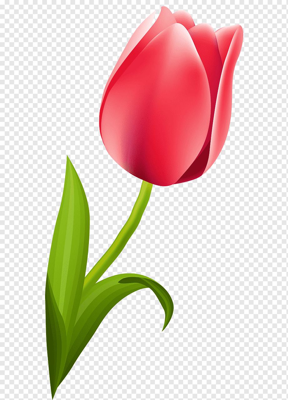 Тюльпан мультяшный