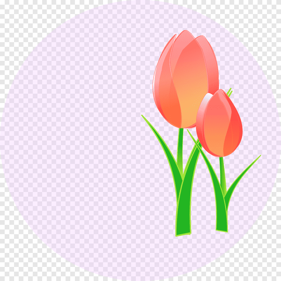 Тюльпаны карандашом