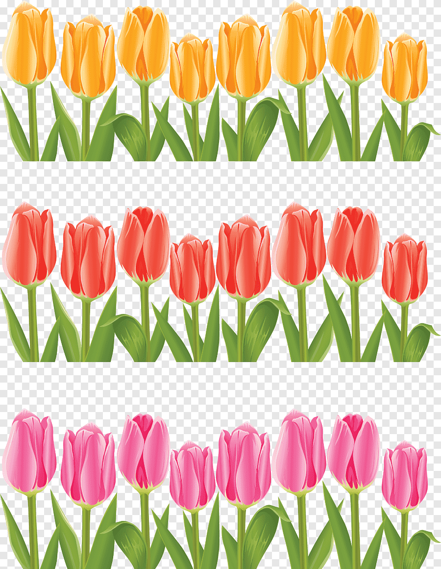 Тюльпаны рисунок