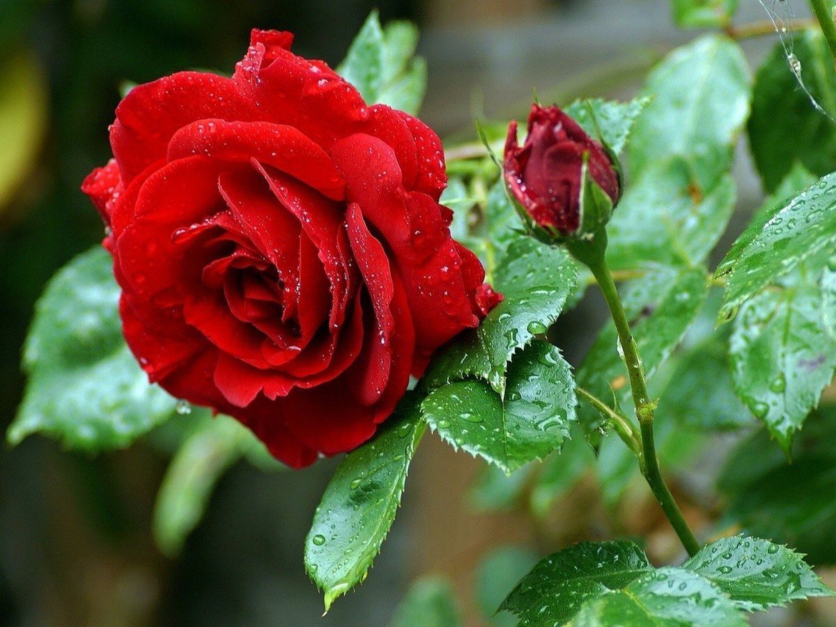 Живые цветы