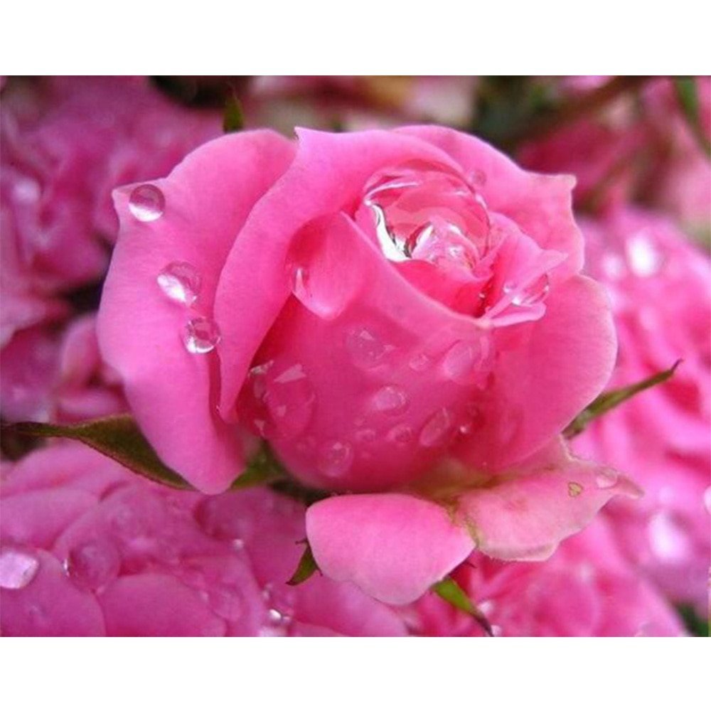 Роза плетистая Роуз Гарден