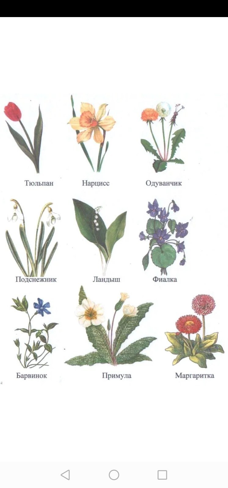 Детский сад Подснежник