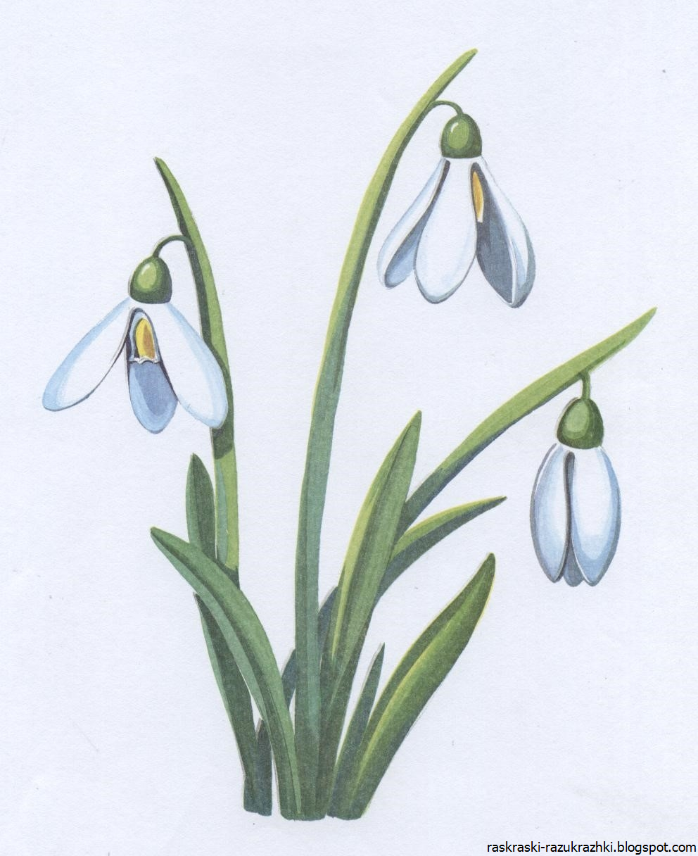 Наталья Шайкина художник