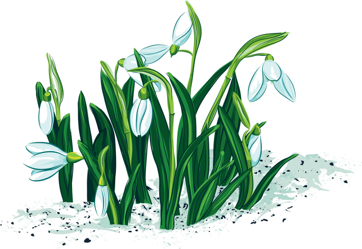 Первоцветы картинки для детского сада