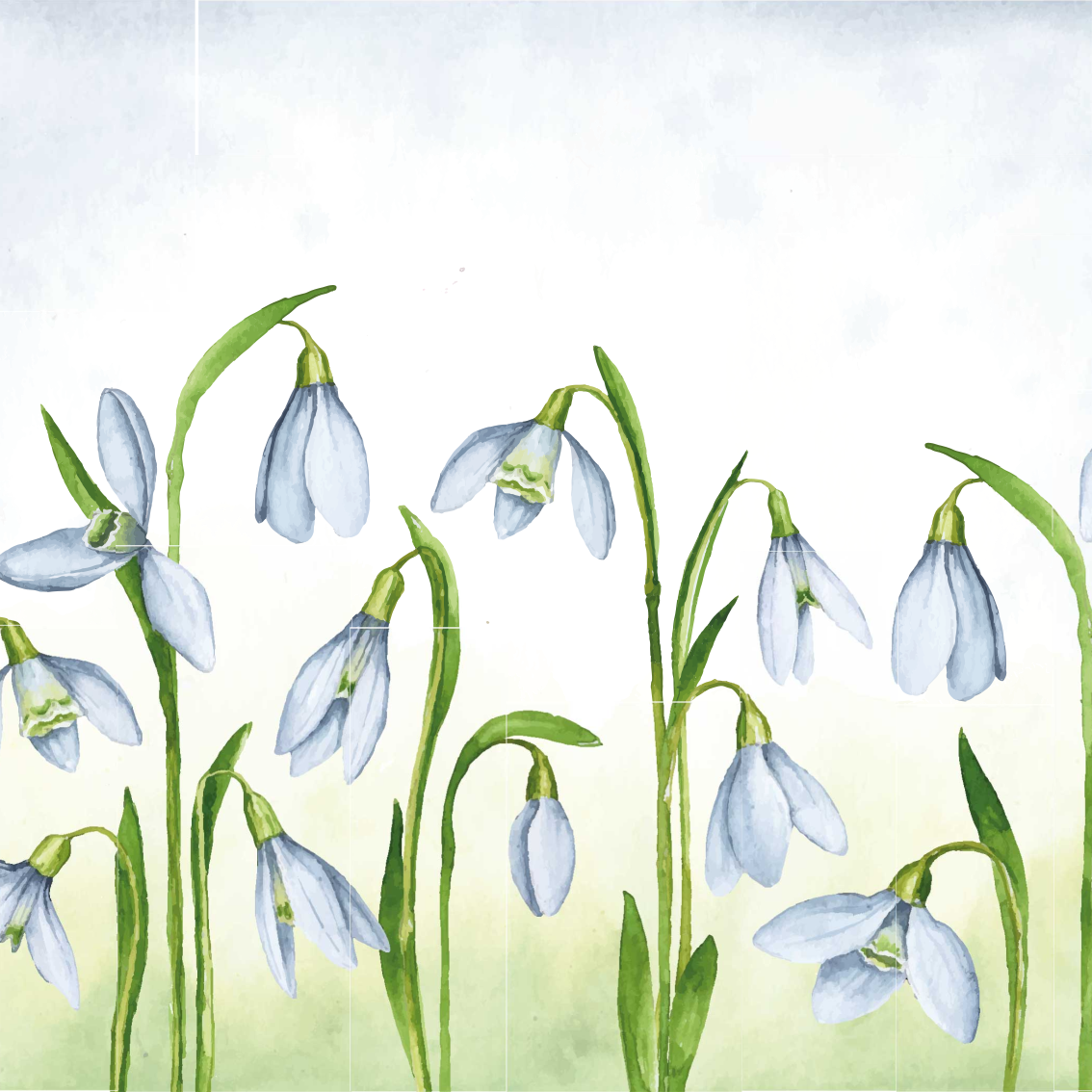 Подснежник названием для детей