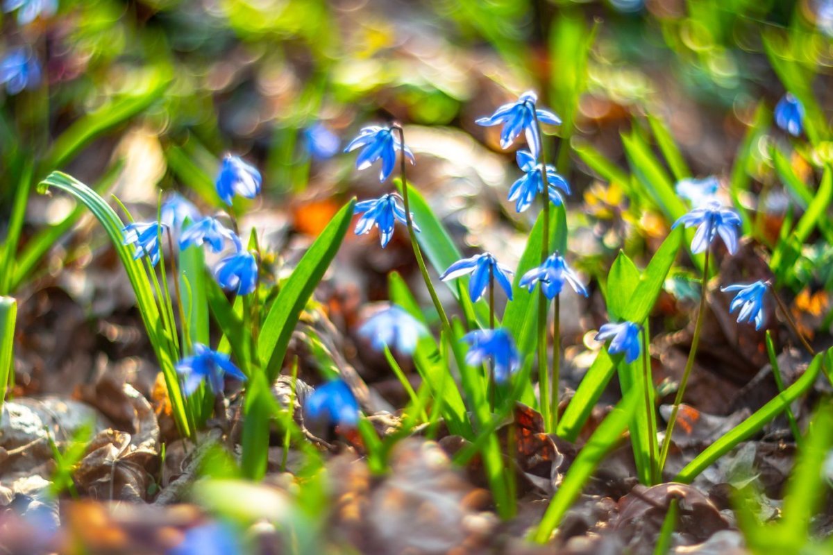 Пролеска пролесковидная