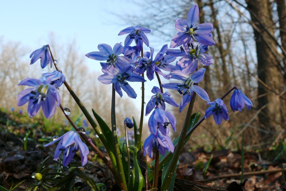 Подснежник пролеска