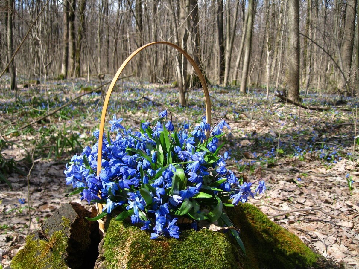 Пролеска Сибирская Крокус