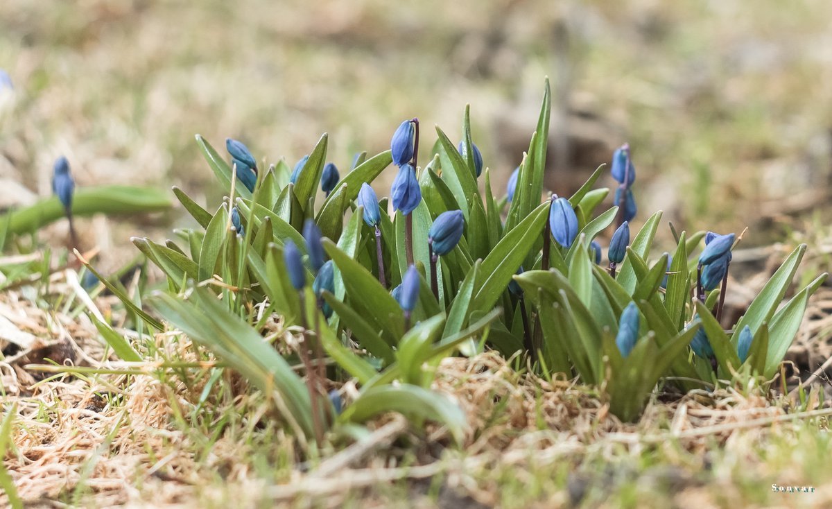Подснежник пролеска