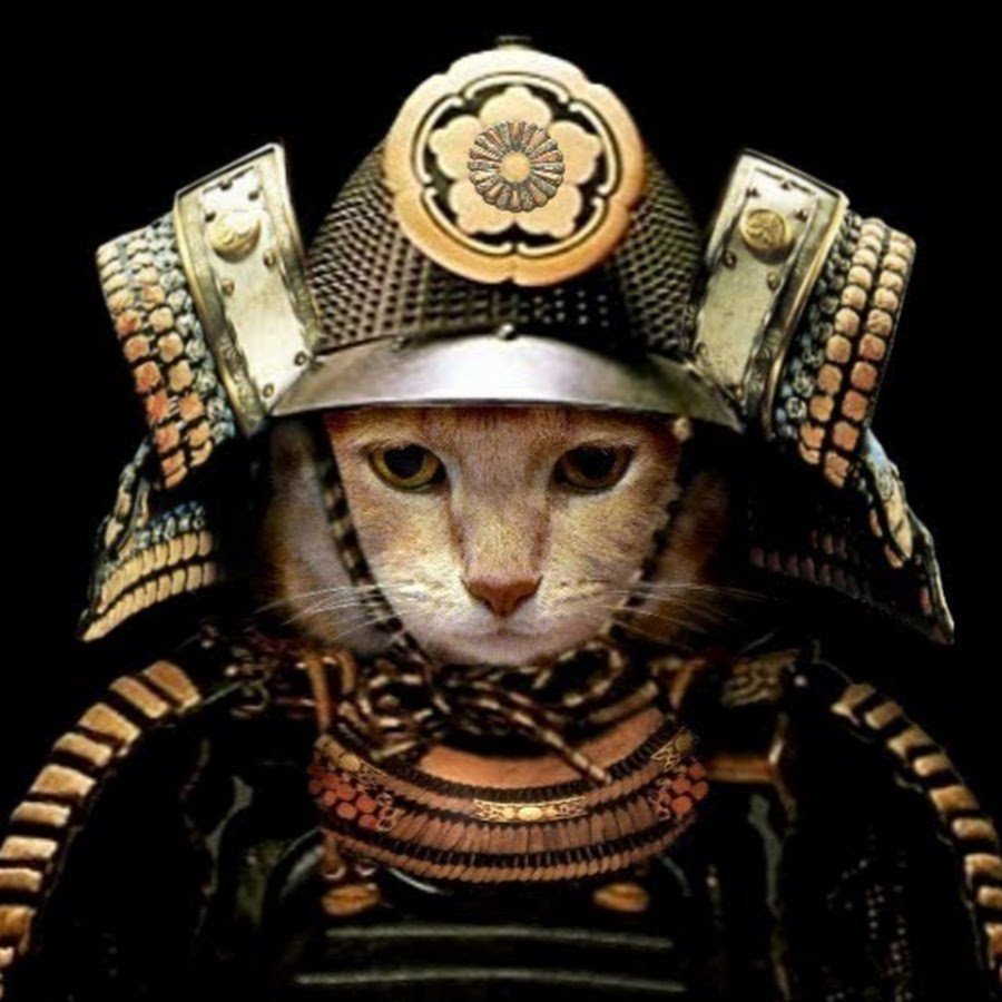 Коты в рыцарских доспехах