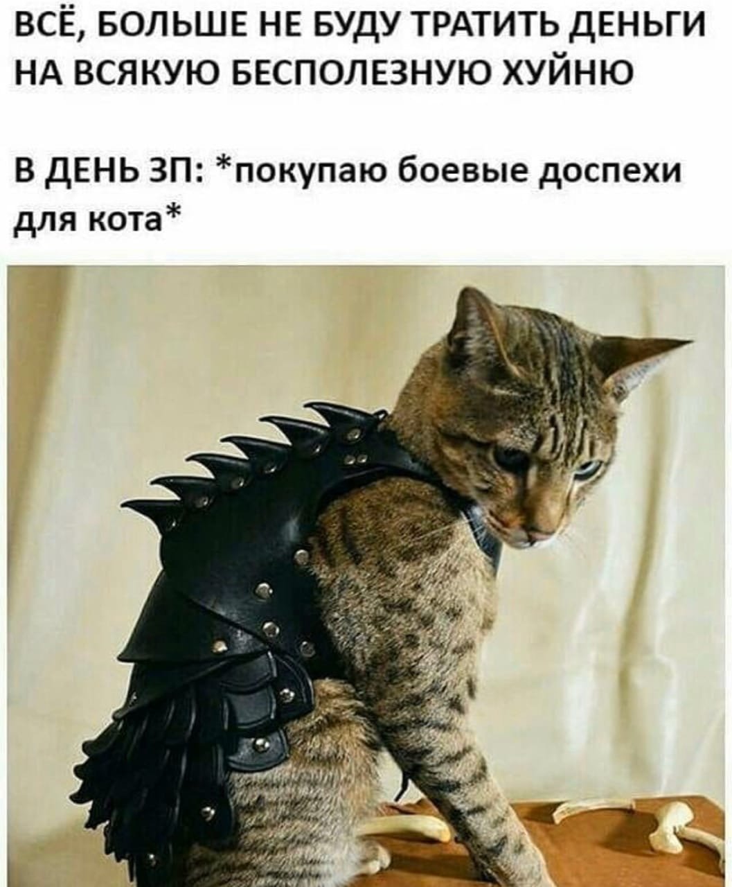 Броня для котов