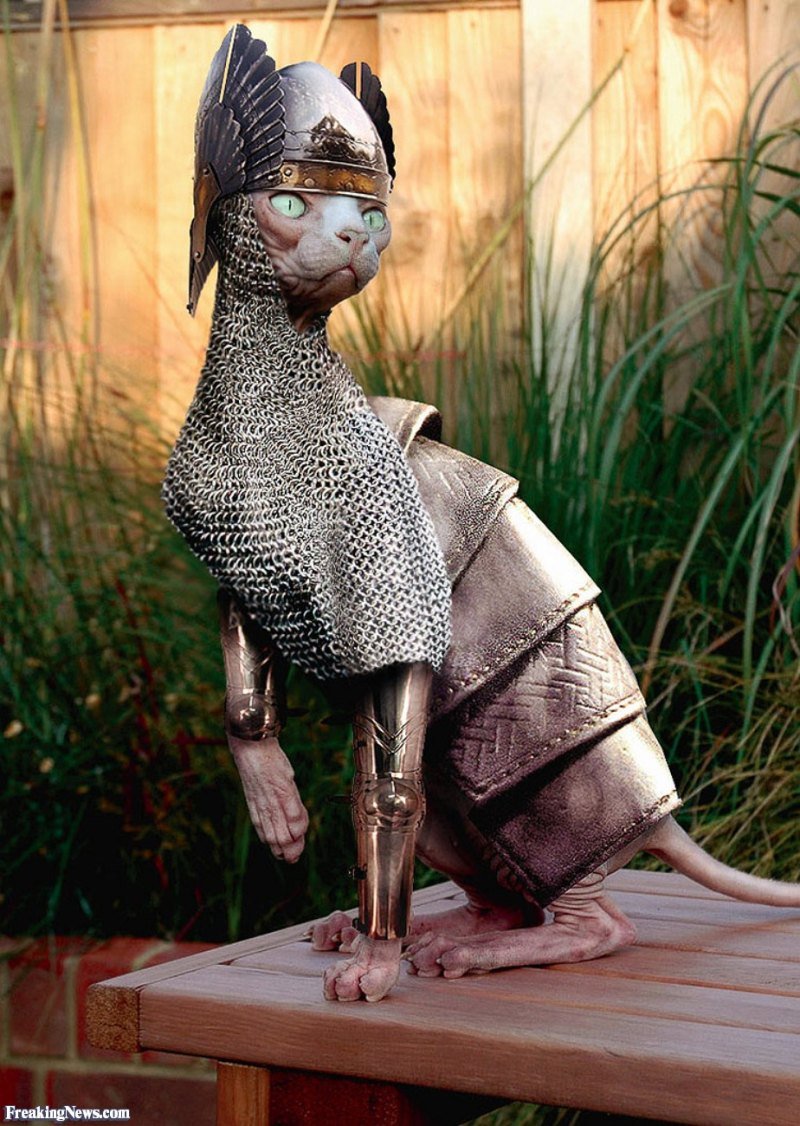 Furry Feline воин