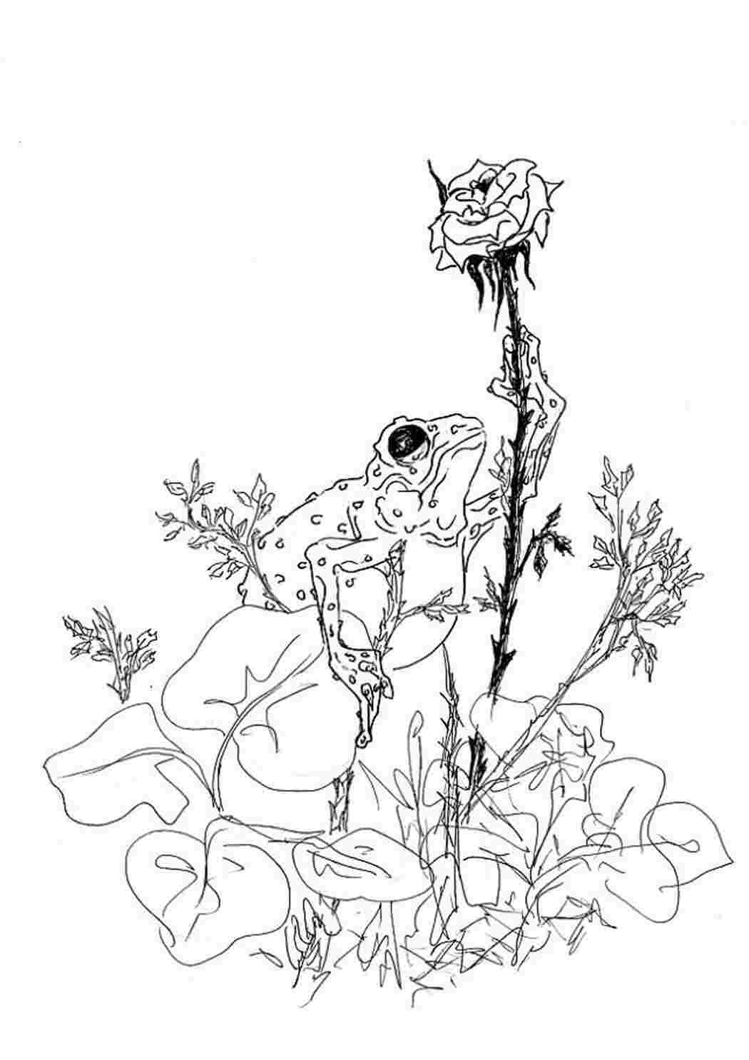 Иллюстрация к рассказу Русачок