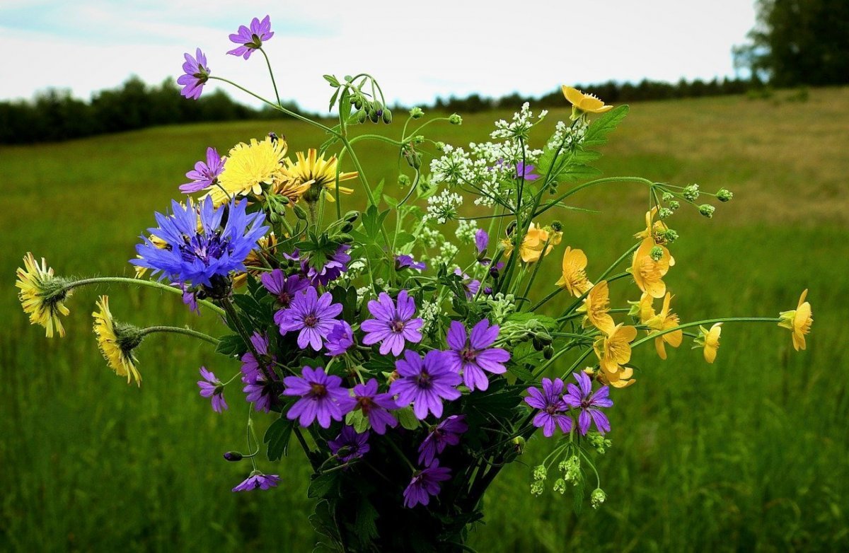 Бунин полевые цветы