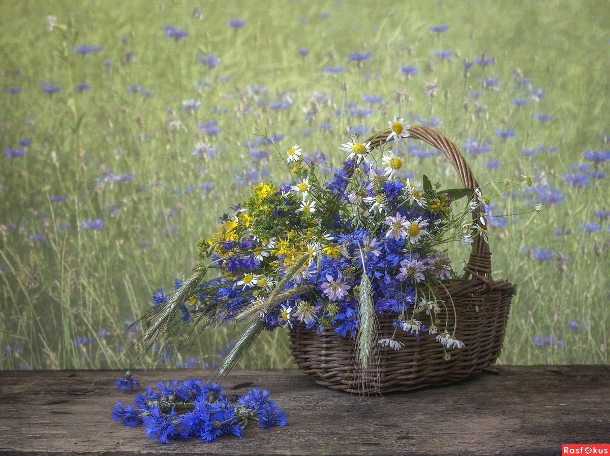 Георгий Харченко букет ромашек и Васильков