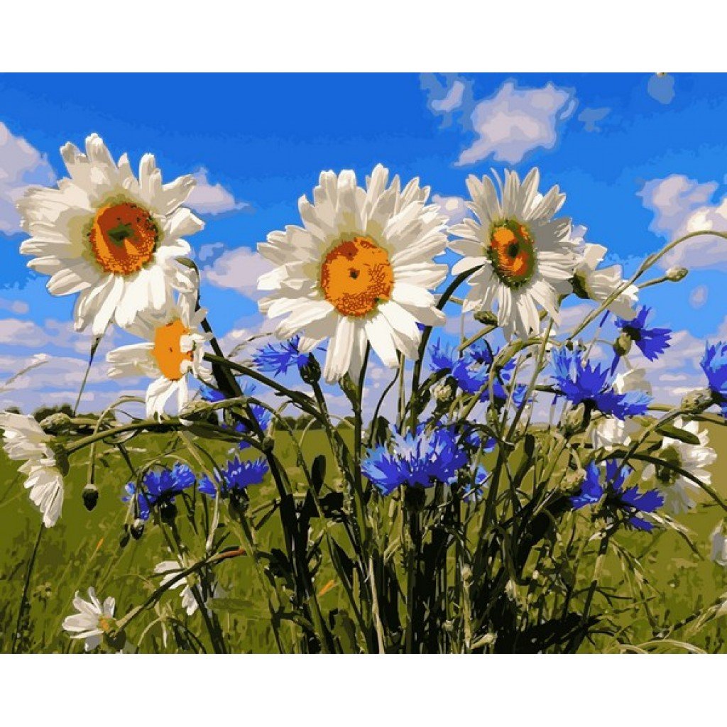 Ромашки и васильки в поле